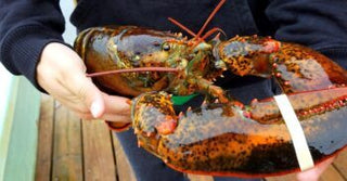 Fresh Maine Lobster Meat & Fresh Seafood Ready To Ship