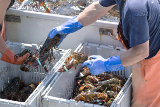 Live Maine Lobster Delivery With Overnight Shipping