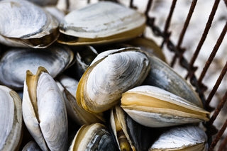 Get Clams Shipped Straight to your Door