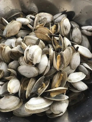 Where Can I Find Soft Shell Steamer Clams?