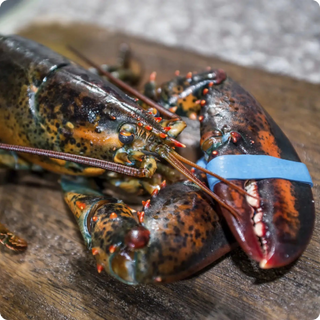 Live Maine Lobsters