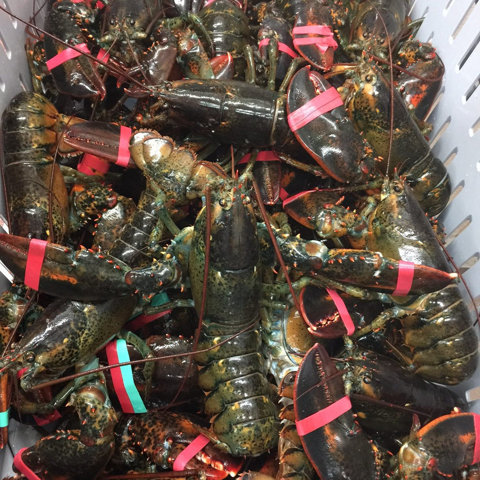Buy Maine Lobsters Online | Order Live Maine Lobster – The Fresh ...