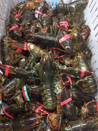 Maine Lobsters Shipped Gift Pkg (Qty 10 Lobsters Package)<br>- FREE Overnight shipping included