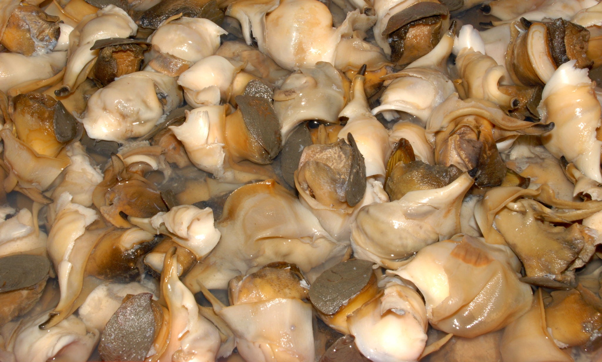 Conch Meat - No Shell(3 pounds per order)- Previously Cooked & Fro ...