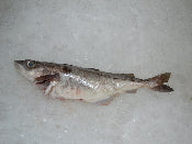 Whole Fresh Haddock ( Aprox 3 lbs per )