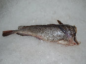 Whole Fresh Hake (Aprox 5-6 lbs per)