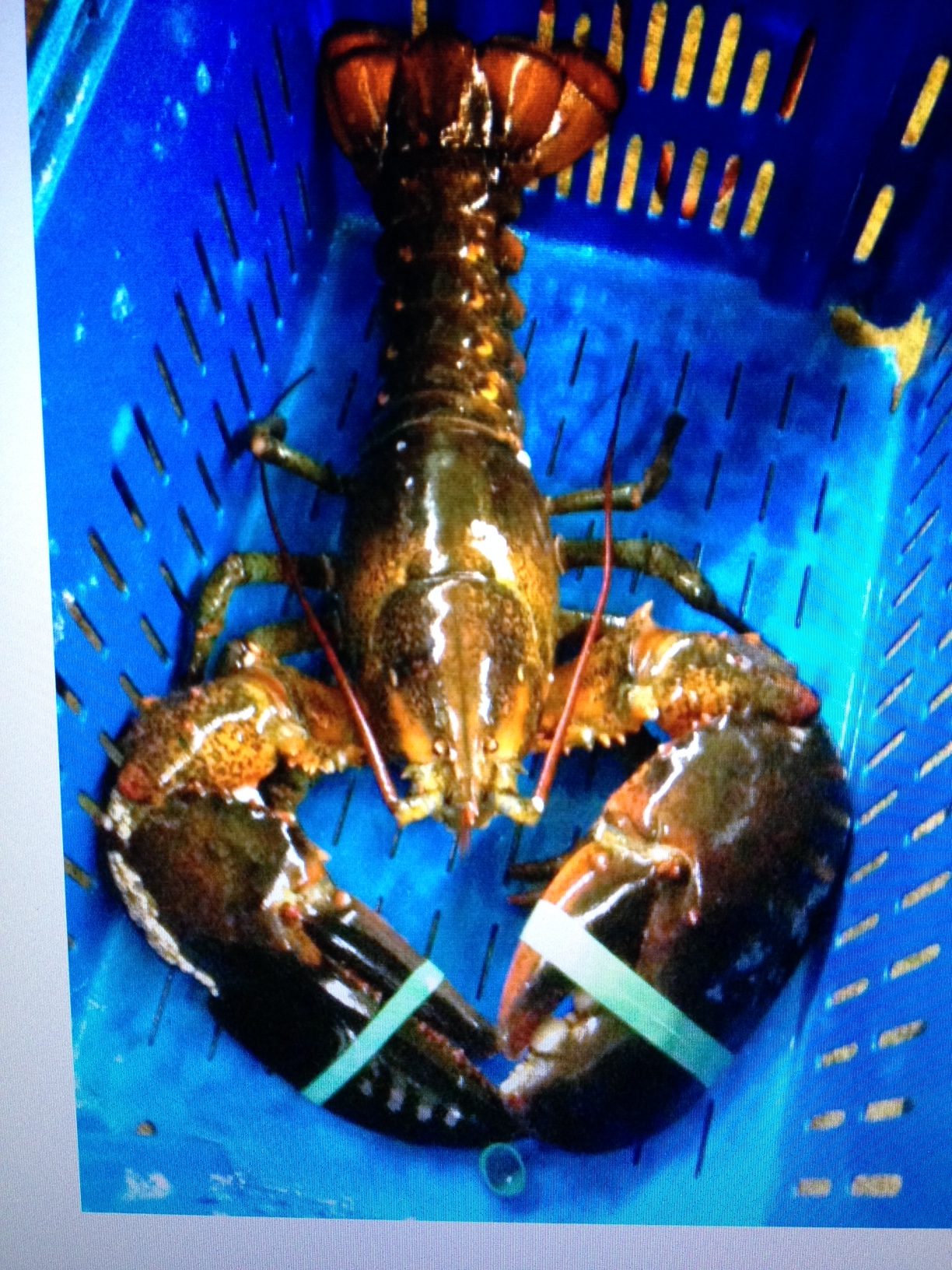 Live Maine Lobsters Shipped                             - Holiday Live Maine Lobsters Shipped to your Home, Friends & Family