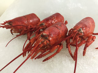 Fresh Cooked Lobster Bodies (2 pounds per)