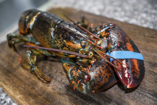 Just the Maine Lobsters Gift Pkg (Qty 4 Lobsters Package)<br>- FREE Overnight shipping included