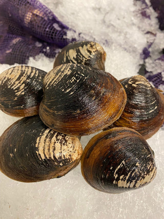 Mahogany Clams - Fresh (Aprox qty 5-6 per pound)