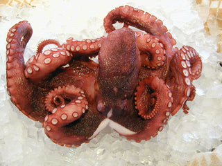 Portuguese Octopus <BR>( 4-6 pound range per ) - Cleaned<BR>Whole / FROZEN complete / UNCOOKED