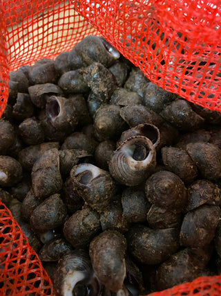 Fresh Periwinkles (In Shell)<br>(5 pounds per bundle)