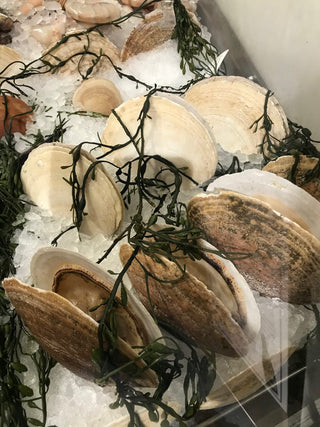 Fresh Whole Scallops in Shell<BR>( 10 pounds per bundle ) <BR>- Aprox Qty 10-12 per order