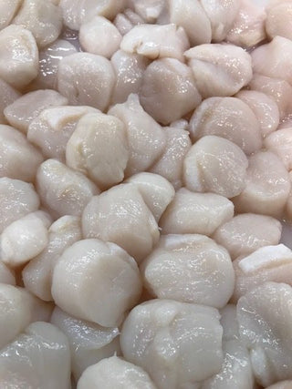 Fresh Scallops <BR>( per pound ) - U10-U20