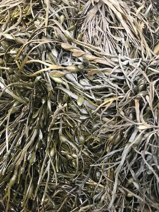 Live Seaweed<br>(1 lb per)