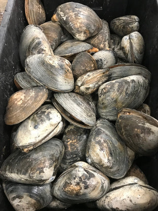 Surf Clams <br>(Large Clam) <br>Aprox Qty 7-8 per 10 lb bundle