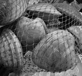 Top Neck Clams <BR>( Larger Littleneck Clams ) Qty aprox 4-6 per pound