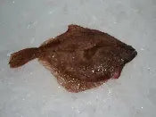 Whole Fresh Flounder (Aprox 1-1.5 pounds per fish )