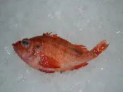 Whole Red Fish Ocean Perch ( aprox 1 lb per )