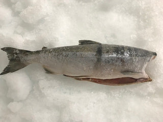 Whole Wild Salmon - Headless (aprox 5-7 lb per)