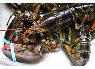 Maine Lobsters Shipped Gift Pkg (Qty 6 Lobsters Package)<br>-FREE Overnight shipping included