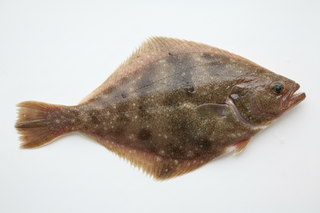 Whole Flounder